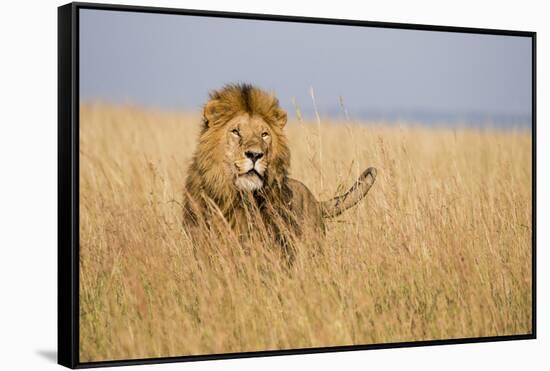 Kenya, Maasai Mara, Mara Triangle, Mara River Basin, Lion in the Grass-Alison Jones-Framed Stretched Canvas