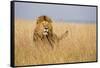 Kenya, Maasai Mara, Mara Triangle, Mara River Basin, Lion in the Grass-Alison Jones-Framed Stretched Canvas