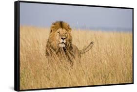 Kenya, Maasai Mara, Mara Triangle, Mara River Basin, Lion in the Grass-Alison Jones-Framed Stretched Canvas