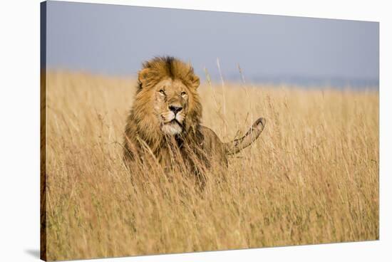 Kenya, Maasai Mara, Mara Triangle, Mara River Basin, Lion in the Grass-Alison Jones-Stretched Canvas