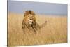 Kenya, Maasai Mara, Mara Triangle, Mara River Basin, Lion in the Grass-Alison Jones-Stretched Canvas