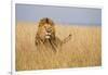 Kenya, Maasai Mara, Mara Triangle, Mara River Basin, Lion in the Grass-Alison Jones-Framed Photographic Print