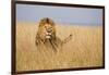 Kenya, Maasai Mara, Mara Triangle, Mara River Basin, Lion in the Grass-Alison Jones-Framed Photographic Print