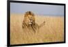 Kenya, Maasai Mara, Mara Triangle, Mara River Basin, Lion in the Grass-Alison Jones-Framed Photographic Print