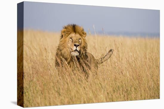 Kenya, Maasai Mara, Mara Triangle, Mara River Basin, Lion in the Grass-Alison Jones-Stretched Canvas