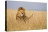 Kenya, Maasai Mara, Mara Triangle, Mara River Basin, Lion in the Grass-Alison Jones-Stretched Canvas