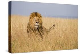 Kenya, Maasai Mara, Mara Triangle, Mara River Basin, Lion in the Grass-Alison Jones-Stretched Canvas