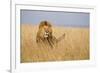 Kenya, Maasai Mara, Mara Triangle, Mara River Basin, Lion in the Grass-Alison Jones-Framed Photographic Print