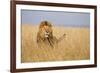 Kenya, Maasai Mara, Mara Triangle, Mara River Basin, Lion in the Grass-Alison Jones-Framed Photographic Print