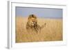 Kenya, Maasai Mara, Mara Triangle, Mara River Basin, Lion in the Grass-Alison Jones-Framed Photographic Print