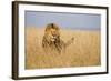 Kenya, Maasai Mara, Mara Triangle, Mara River Basin, Lion in the Grass-Alison Jones-Framed Photographic Print