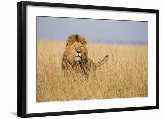 Kenya, Maasai Mara, Mara Triangle, Mara River Basin, Lion in the Grass-Alison Jones-Framed Photographic Print