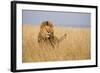 Kenya, Maasai Mara, Mara Triangle, Mara River Basin, Lion in the Grass-Alison Jones-Framed Photographic Print