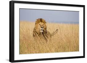 Kenya, Maasai Mara, Mara Triangle, Mara River Basin, Lion in the Grass-Alison Jones-Framed Photographic Print