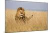 Kenya, Maasai Mara, Mara Triangle, Mara River Basin, Lion in the Grass-Alison Jones-Mounted Photographic Print