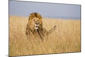 Kenya, Maasai Mara, Mara Triangle, Mara River Basin, Lion in the Grass-Alison Jones-Mounted Photographic Print