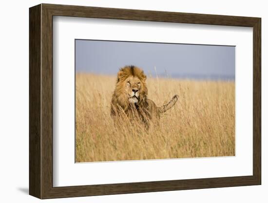 Kenya, Maasai Mara, Mara Triangle, Mara River Basin, Lion in the Grass-Alison Jones-Framed Photographic Print