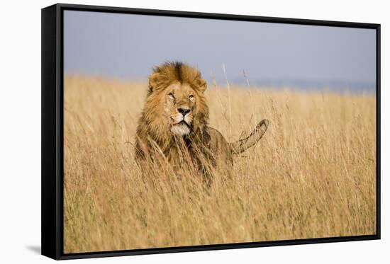 Kenya, Maasai Mara, Mara Triangle, Mara River Basin, Lion in the Grass-Alison Jones-Framed Stretched Canvas