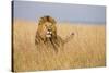 Kenya, Maasai Mara, Mara Triangle, Mara River Basin, Lion in the Grass-Alison Jones-Stretched Canvas