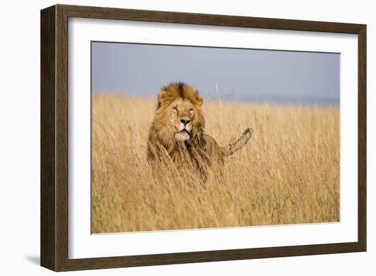 Kenya, Maasai Mara, Mara Triangle, Mara River Basin, Lion in the Grass-Alison Jones-Framed Photographic Print