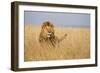 Kenya, Maasai Mara, Mara Triangle, Mara River Basin, Lion in the Grass-Alison Jones-Framed Photographic Print