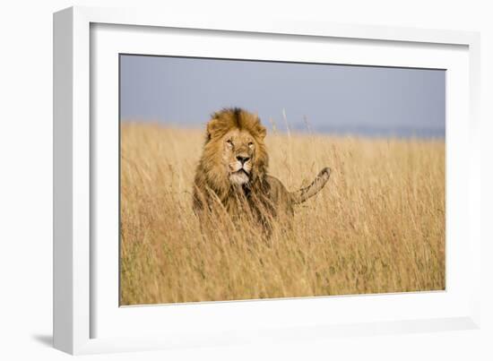 Kenya, Maasai Mara, Mara Triangle, Mara River Basin, Lion in the Grass-Alison Jones-Framed Photographic Print