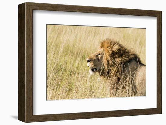 Kenya, Maasai Mara, Mara Triangle, Mara River Basin, Lion in the Grass-Alison Jones-Framed Photographic Print