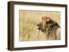 Kenya, Maasai Mara, Mara Triangle, Mara River Basin, Lion in the Grass-Alison Jones-Framed Photographic Print