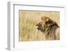 Kenya, Maasai Mara, Mara Triangle, Mara River Basin, Lion in the Grass-Alison Jones-Framed Photographic Print