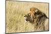 Kenya, Maasai Mara, Mara Triangle, Mara River Basin, Lion in the Grass-Alison Jones-Mounted Photographic Print