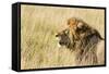 Kenya, Maasai Mara, Mara Triangle, Mara River Basin, Lion in the Grass-Alison Jones-Framed Stretched Canvas