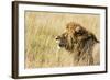 Kenya, Maasai Mara, Mara Triangle, Mara River Basin, Lion in the Grass-Alison Jones-Framed Photographic Print