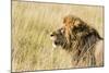 Kenya, Maasai Mara, Mara Triangle, Mara River Basin, Lion in the Grass-Alison Jones-Mounted Photographic Print
