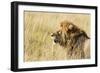 Kenya, Maasai Mara, Mara Triangle, Mara River Basin, Lion in the Grass-Alison Jones-Framed Photographic Print