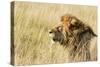 Kenya, Maasai Mara, Mara Triangle, Mara River Basin, Lion in the Grass-Alison Jones-Stretched Canvas