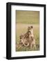 Kenya, Maasai Mara, Mara Triangle, Mara River Basin, Lioness with Cubs-Alison Jones-Framed Photographic Print
