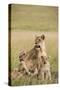 Kenya, Maasai Mara, Mara Triangle, Mara River Basin, Lioness with Cubs-Alison Jones-Stretched Canvas