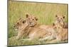 Kenya, Maasai Mara, Mara Triangle, Mara River Basin, Lioness with Cubs-Alison Jones-Mounted Photographic Print