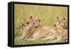 Kenya, Maasai Mara, Mara Triangle, Mara River Basin, Lioness with Cubs-Alison Jones-Framed Stretched Canvas