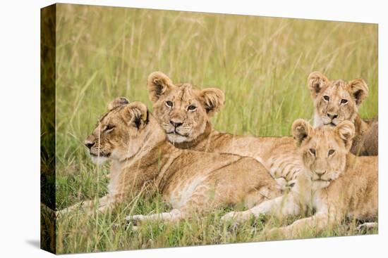 Kenya, Maasai Mara, Mara Triangle, Mara River Basin, Lioness with Cubs-Alison Jones-Stretched Canvas