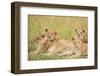 Kenya, Maasai Mara, Mara Triangle, Mara River Basin, Lioness with Cubs-Alison Jones-Framed Photographic Print