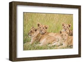 Kenya, Maasai Mara, Mara Triangle, Mara River Basin, Lioness with Cubs-Alison Jones-Framed Photographic Print