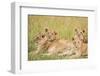 Kenya, Maasai Mara, Mara Triangle, Mara River Basin, Lioness with Cubs-Alison Jones-Framed Photographic Print