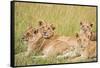 Kenya, Maasai Mara, Mara Triangle, Mara River Basin, Lioness with Cubs-Alison Jones-Framed Stretched Canvas