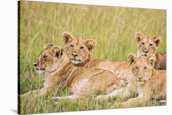 Kenya, Maasai Mara, Mara Triangle, Mara River Basin, Lioness with Cubs-Alison Jones-Stretched Canvas