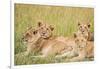 Kenya, Maasai Mara, Mara Triangle, Mara River Basin, Lioness with Cubs-Alison Jones-Framed Photographic Print