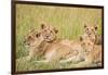 Kenya, Maasai Mara, Mara Triangle, Mara River Basin, Lioness with Cubs-Alison Jones-Framed Photographic Print