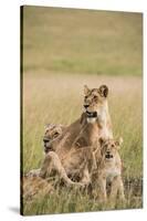 Kenya, Maasai Mara, Mara Triangle, Mara River Basin, Lioness with Cubs-Alison Jones-Stretched Canvas
