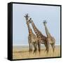 Kenya, Maasai Mara, Mara Triangle, Mara River Basin, Maasai Giraffe-Alison Jones-Framed Stretched Canvas