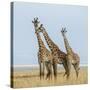 Kenya, Maasai Mara, Mara Triangle, Mara River Basin, Maasai Giraffe-Alison Jones-Stretched Canvas